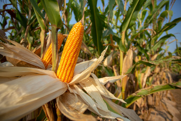 corn animal feed yellow corns as background 61243 386