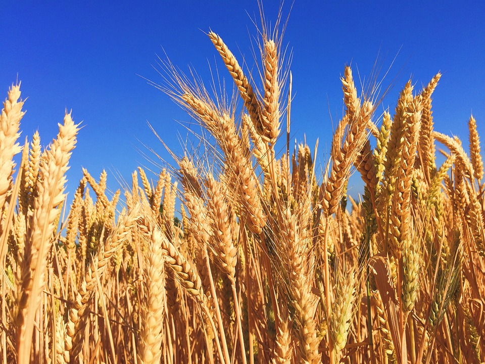 wheat 863392 960 720