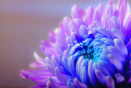 chrysanthemum 1332994 340